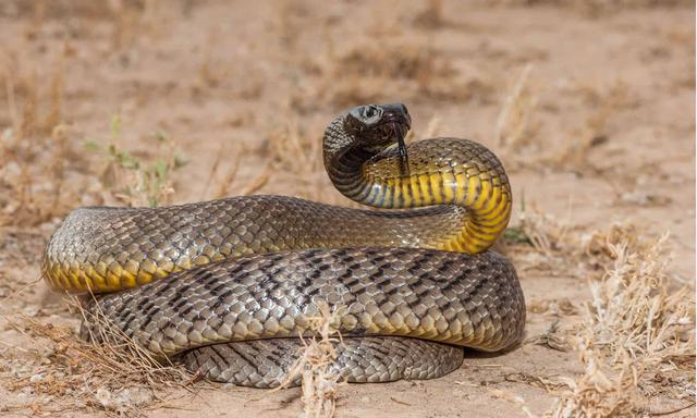 世界第一毒蛇排名有哪些品种(盘点世界上最危险的10种毒蛇)