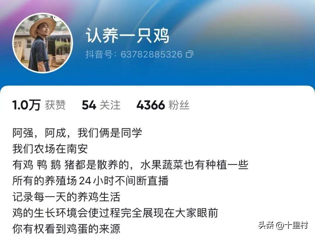 认养一只鸡，能赚多少钱？-喂鸡能代多少钱