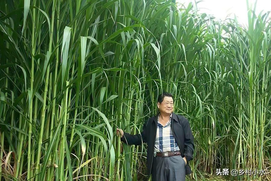 亩产30吨，植株高达7米，巨菌草凭什么被养殖户青睐？-贵州巨粮食品有限公司