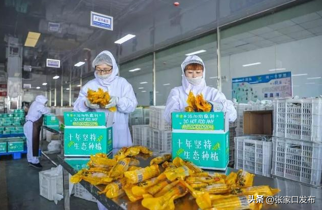 张家口市食品加工业实现快速高质量发展-张北伊利工资多少钱
