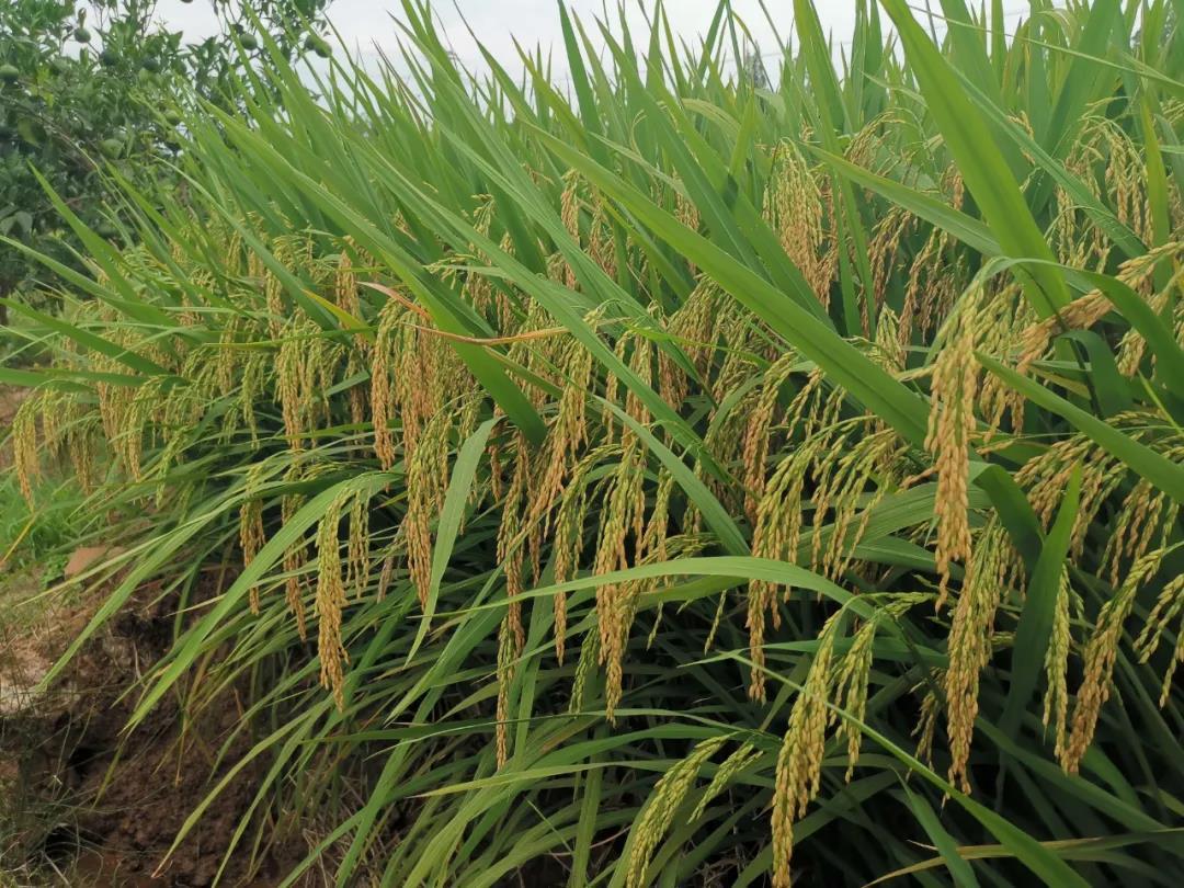 荃优280优质一级米，产量更胜一筹，荣获2021年安徽省优质稻金奖-安徽华安种业有限责任公司董事长