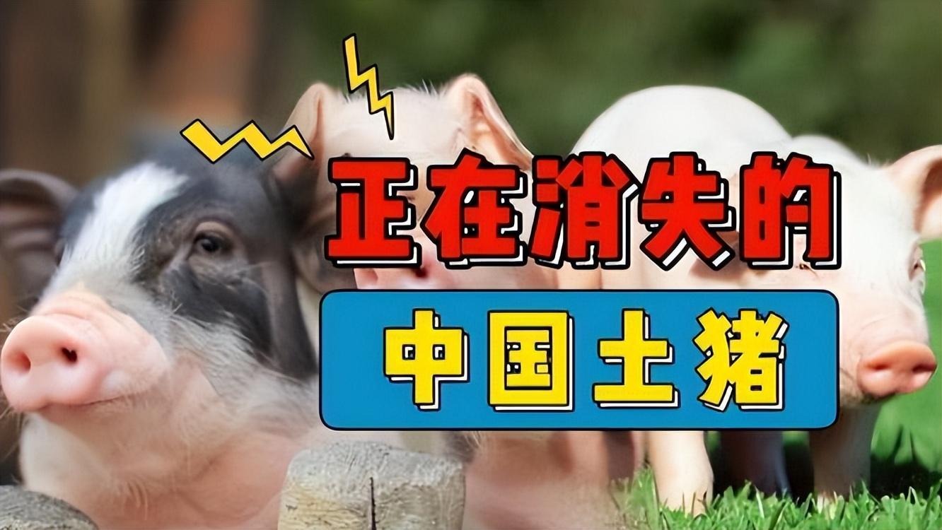 吃猪肉也被“卡脖子”？国人每年吃掉7亿头猪，90%是“外国籍”！-中国肉类市场有多少亿