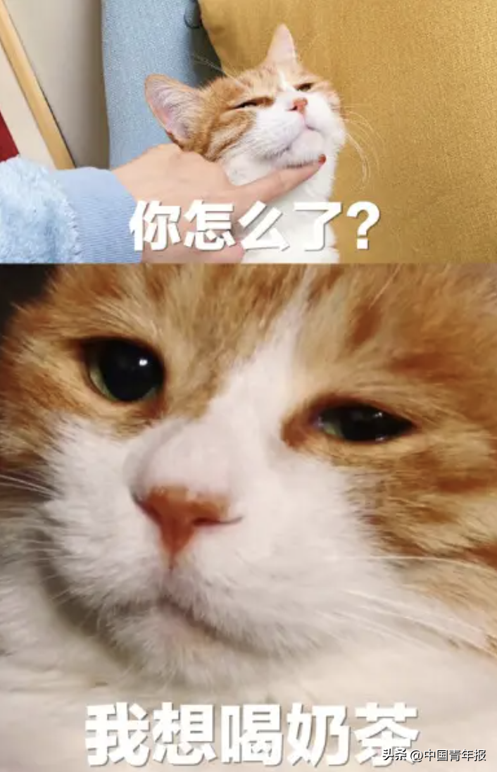 八分糖甜过全糖？“暗访”奶茶店结果曝光！这条评论太精辟......-甜蜜生活美食集团控股有限公司