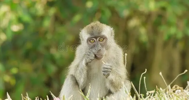 生肖猴和生肖猪有什么差别?谁更厉害?