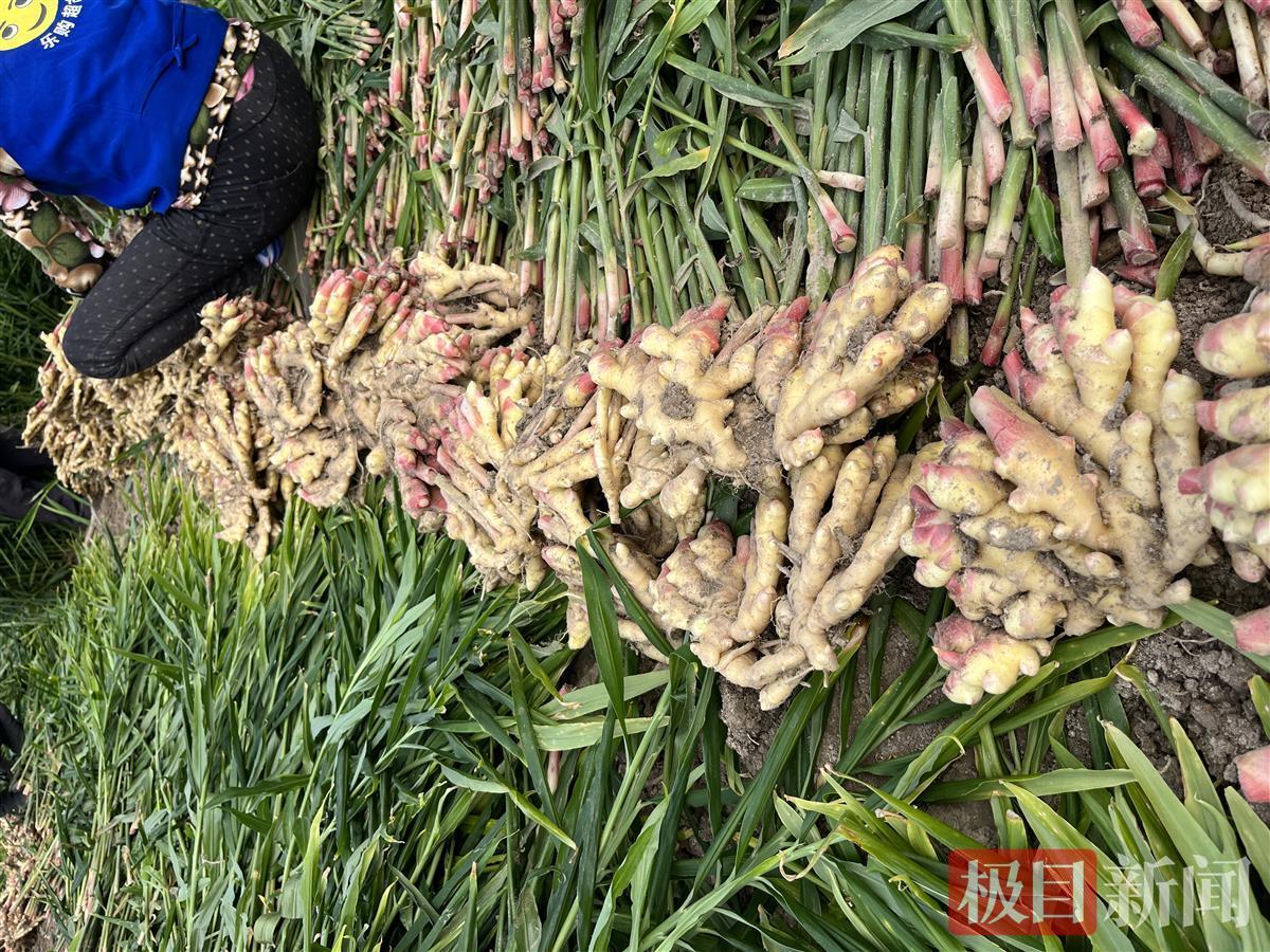 两块钱一公斤都没人要，英山县100万公斤生姜滞销，专家支招：加大营销力度，挖洞贮存-生姜亩成本多少钱