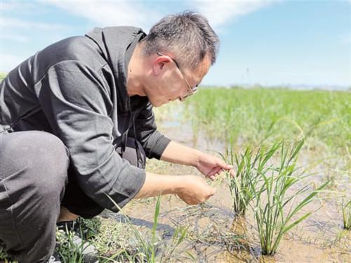“硬骨头”盐碱地长出了海水稻-重庆豪江建设公司简介