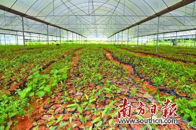 百年沉香树今朝发新枝-香港同盈贸易有限公司
