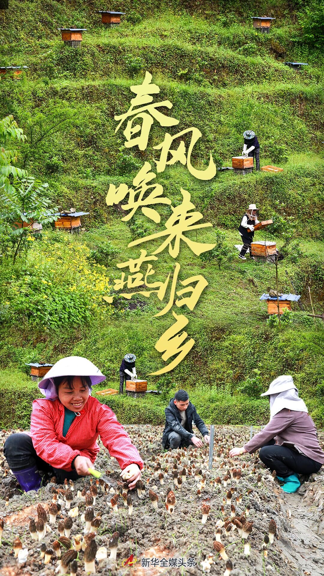 春风唤来燕归乡——人才回流助力贵州乡村振兴开新局-大方雪榕生物科技有限公司