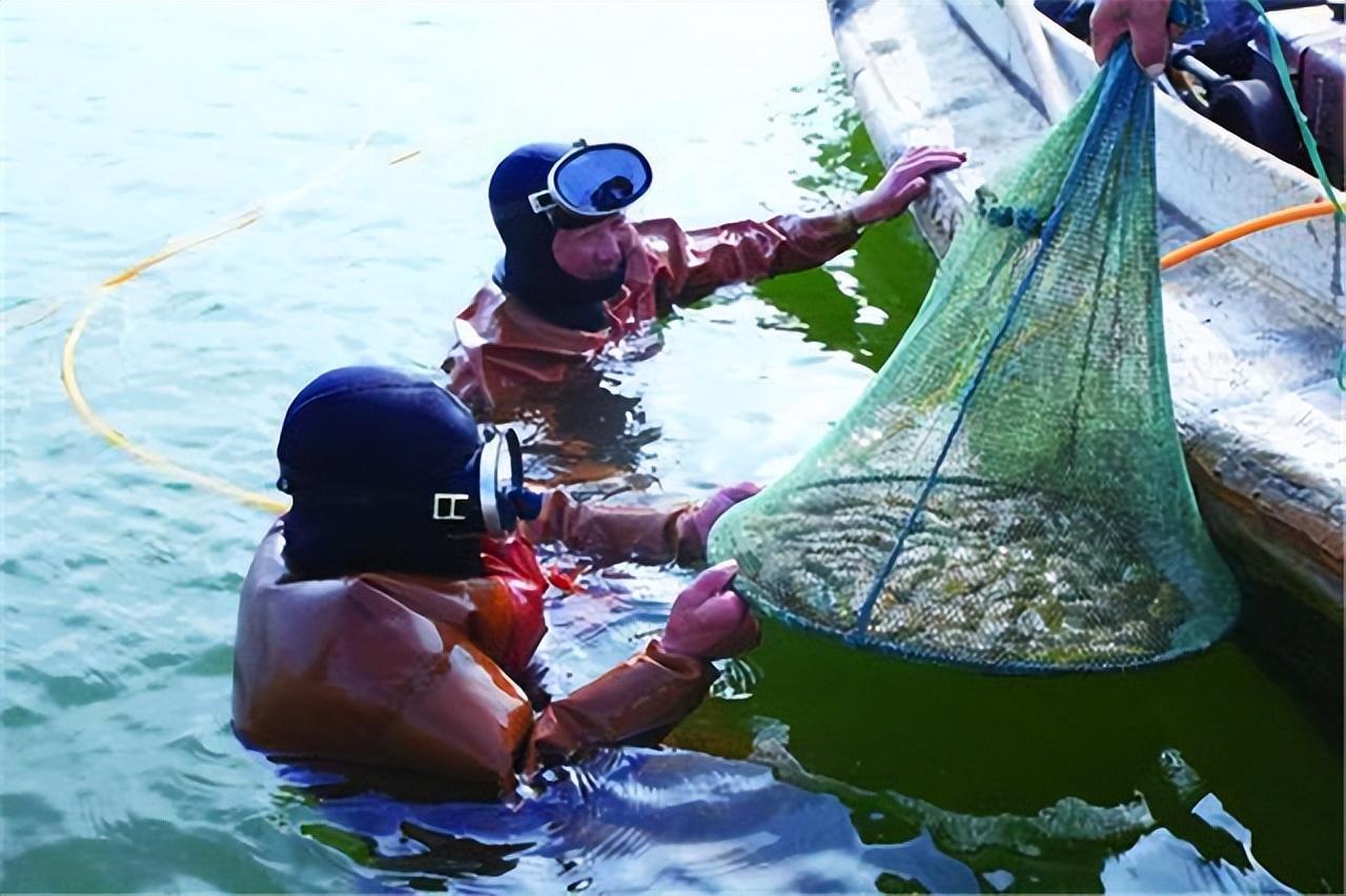 好品山东·优品威海丨“小海参”串起海洋食品“大产业”-好当家海洋发展股份有限公司
