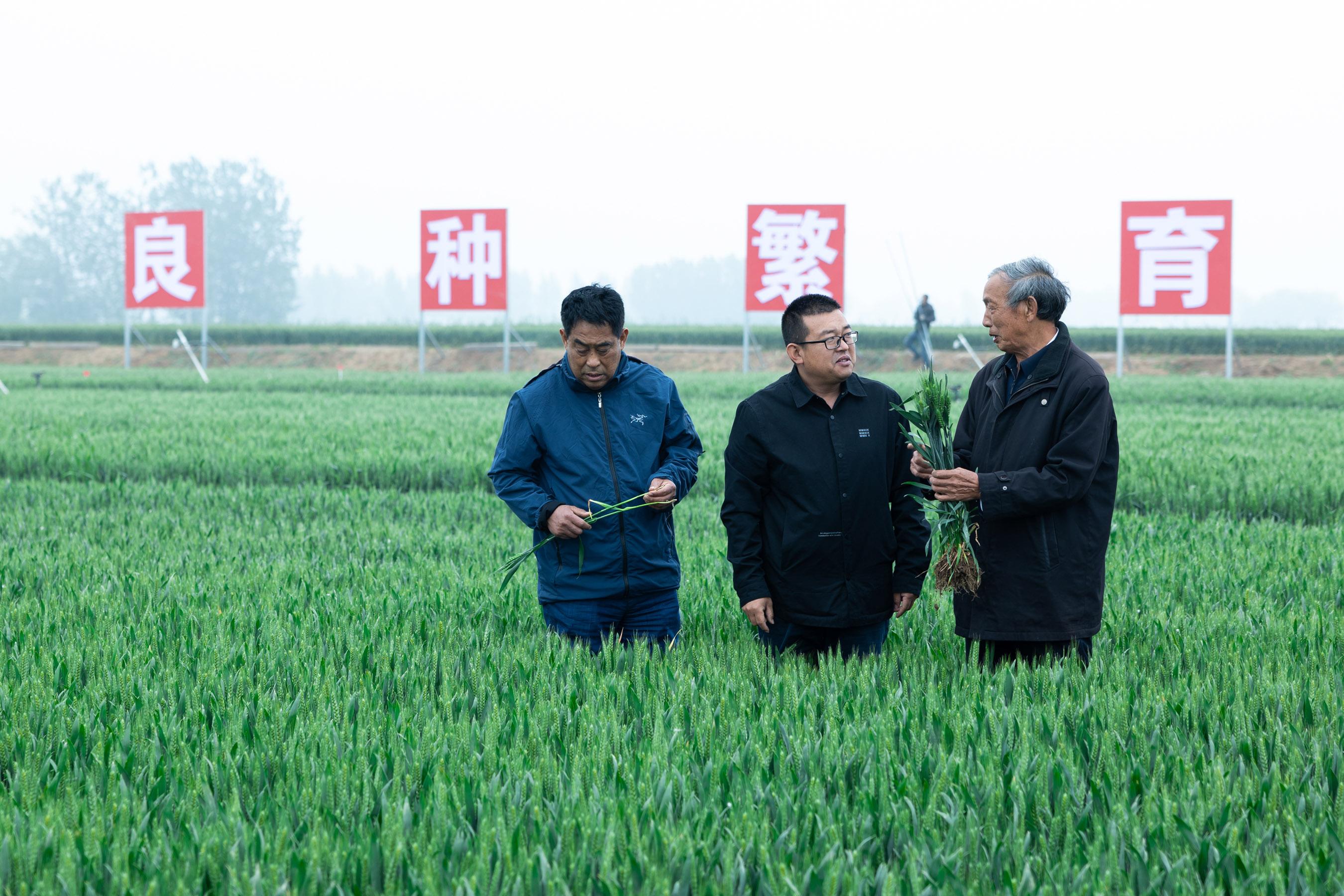 “找到那一粒最耐渴的高产麦种”——河北培育推广节水小麦调查-三水广粮饮料食品有限公司