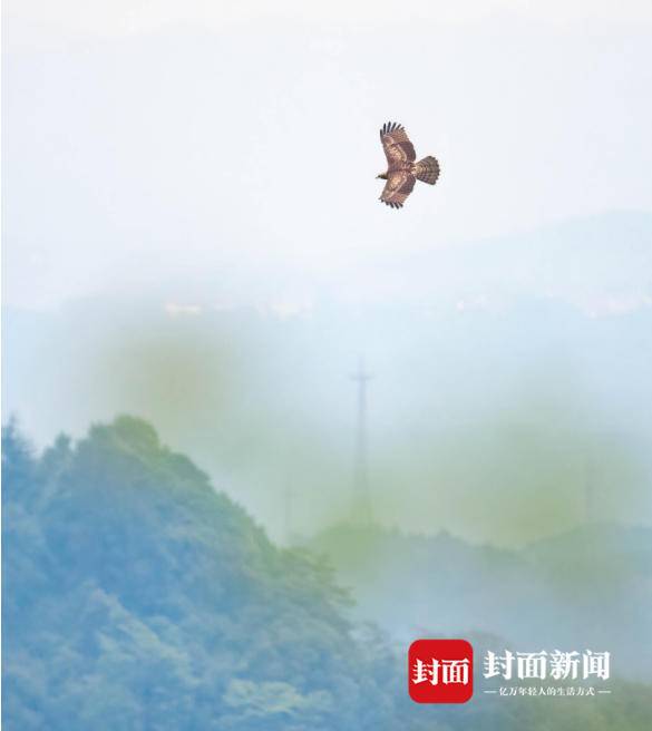 成都龙泉山单日观测迁徙猛禽接近2000只志愿者：猛禽迁徙与天气和生态环境息息相关-峨眉814厂年终奖多少钱