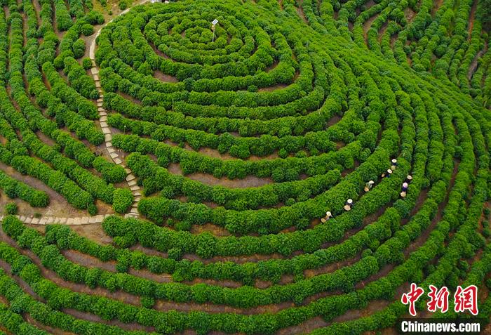 「寻味中华」太平猴魁：形若戈戟云横，味若深谷幽兰-太平云账户收益是多少