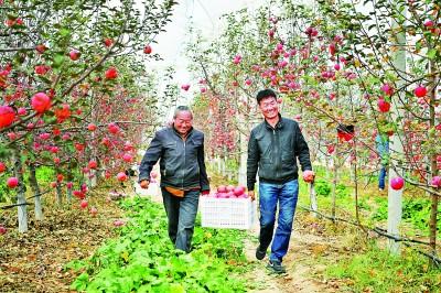 “小苹果”咋就挑起了“金扁担”-2015年中国1亩士地卖多少万