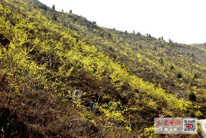 “看十堰水产业如何风生水起”系列报道⑧生物医药产业如鱼得水-黄姜皂素1吨多少钱