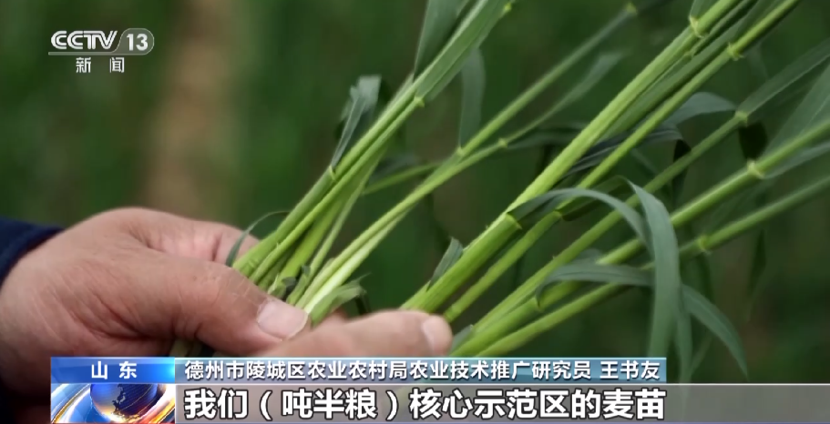 春耕一线观察丨首次写入中央一号文件的“吨粮田”如何建？一文解读-半顿煤多少斤