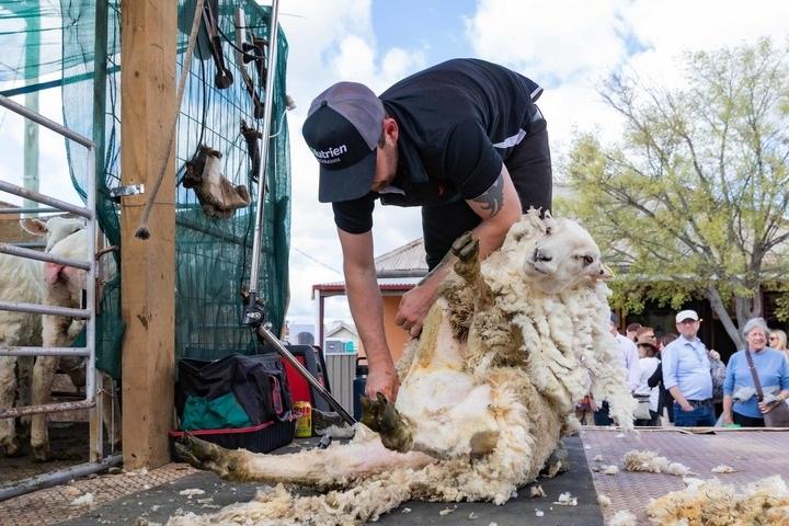 【推荐】几乎所有澳大利亚羊毛都被中国买了澳大利亚牛肉出口公司