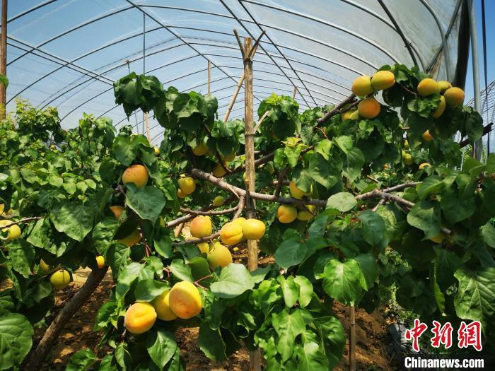 “网红”杏遇上“科技”马铃薯浙大粮经试验地获丰收-上海繁星基金