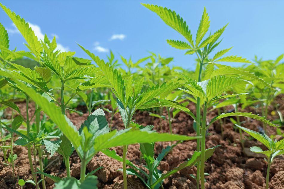 清水县秦亭镇：汉麻种植产业旺乡村振兴活力足-种汉麻能赚多少钱