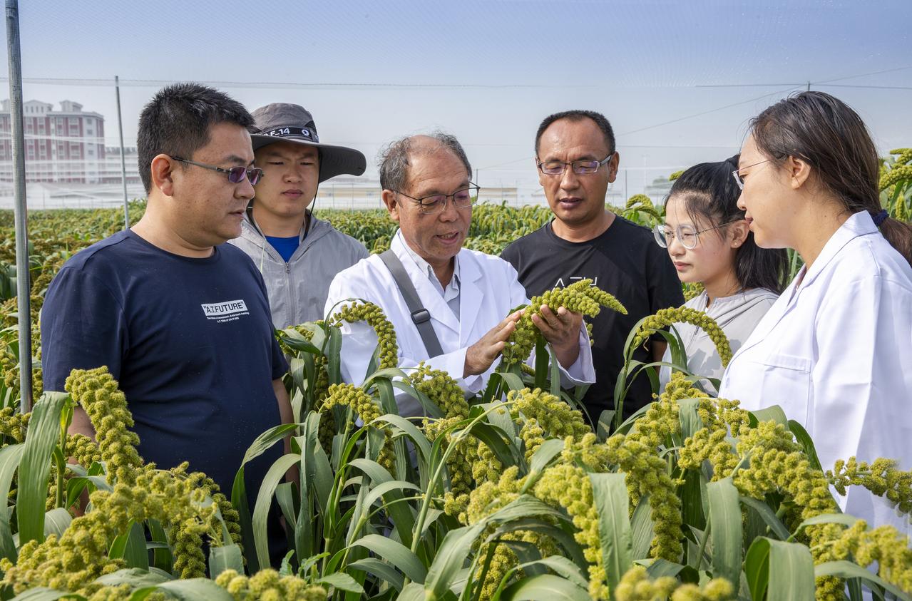 “杂交谷子之父”赵治海：不走“寻常路”，一生只为“谷”-深圳谷收资本管理有限公司