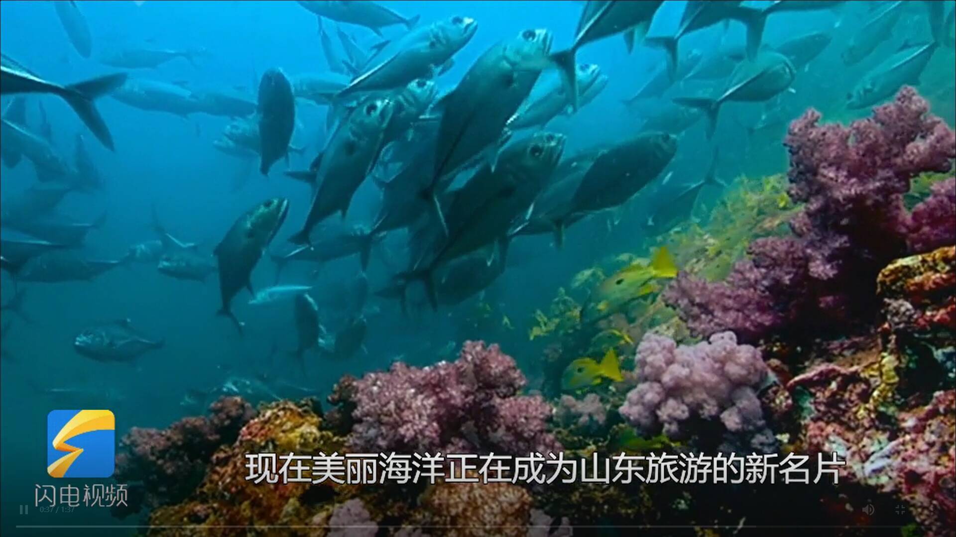 闪电述评｜山东海洋强省建设的“和合”之美-山东海洋商业投资有限公司