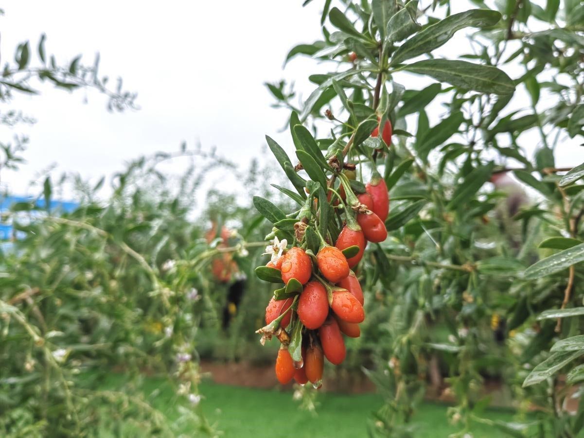 人民巷头条丨又是一年枸杞红-宁夏红传杞多少钱一瓶