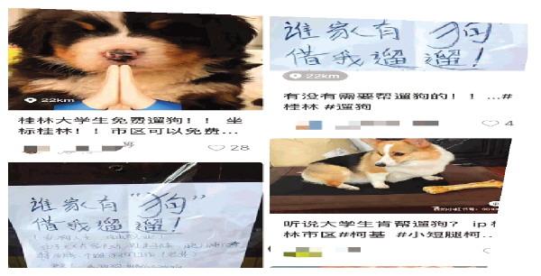 “三方”共赢的免费“代遛”成桂林年轻人热潮，谨防欢喜变伤害-双赢网一天可以赚多少