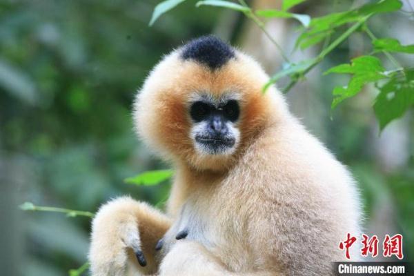“极危”“濒危”标签难脱专家介绍中国长臂猿保护进展-深圳冠连通精密组件有限公司