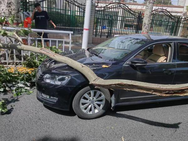 “天降”树枝砸伤私家车，车主不解为啥非得打官司-8吨自用货车交强险多少钱.