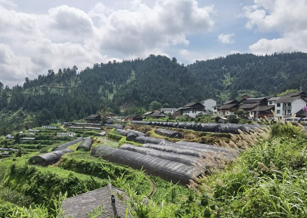 【推荐】中国在生态文明引领下推动乡村全面振兴-云南绿大地生物科技股份有限公司ipo经过