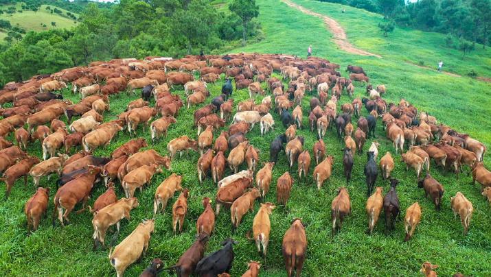 【推荐】云南广南：党建赋能“犇”出致富“牛路子”-米牛资讯股票