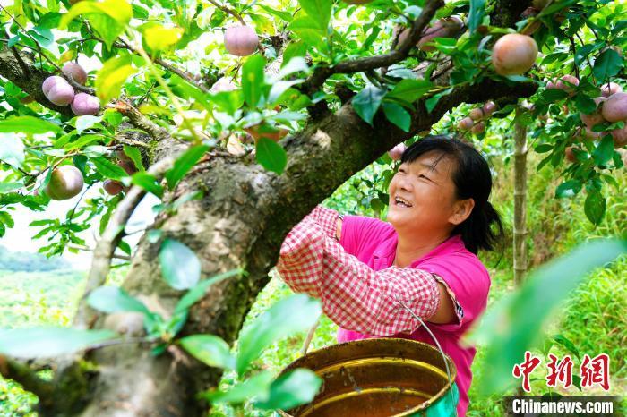 乡约福建：永定6000亩芙蓉李迎来丰收季-60亩的公司大不大