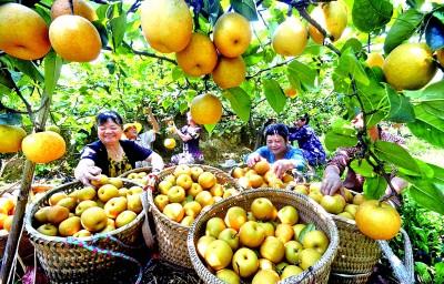 为乡村振兴装上“数字引擎”——重庆大力推进数字乡村建设-深圳化讯应用材料有限公司