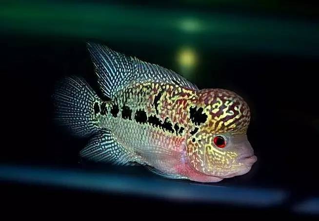 罗汉鱼品种,不要再被鱼商欺骗了(罗汉鱼最佳混养)