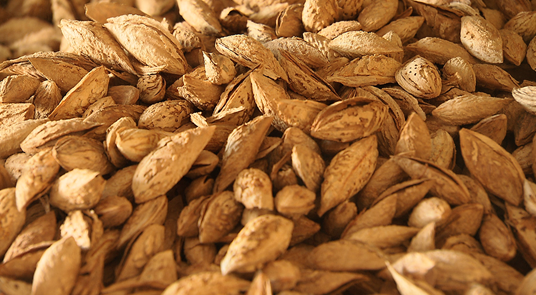 咱们家乡有特产(秋收系列)——新疆莎车巴旦木