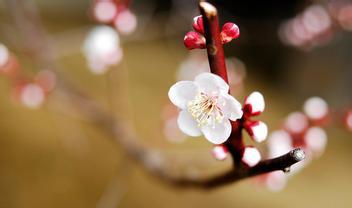 梦见菊花盛开周公解梦，梦见菊花开是什么预兆（昨天晚上我梦见梅花开了）