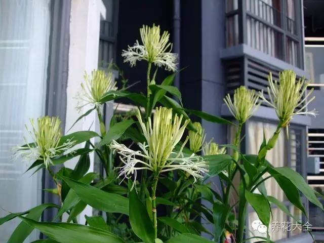 家里种什么花风水好又旺财，家里养什么花好旺财风水（这15种植物家里一定要有）