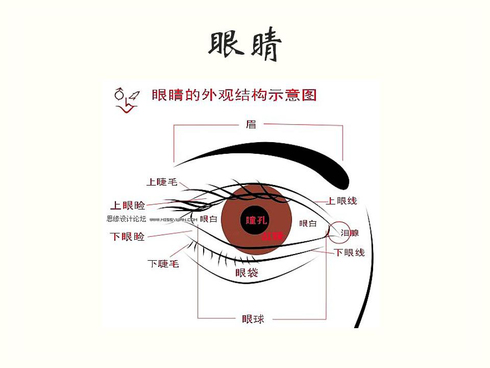 眼部美学标准图图片