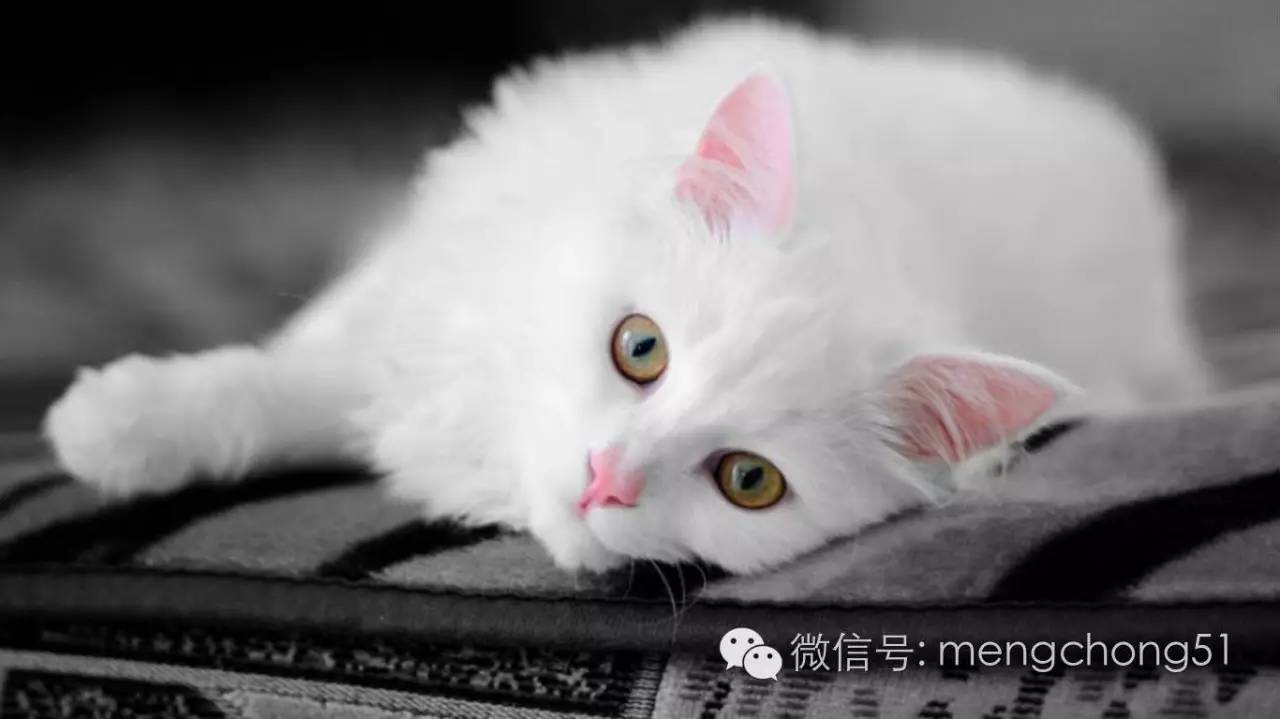 猫咪得猫温怎么办（小猫猫瘟怎么治疗）