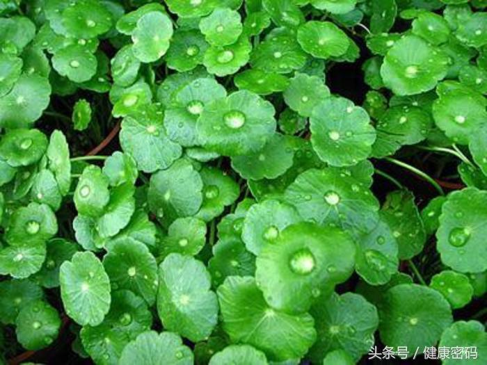 雷公根的功效与作用，雷公根有什么功效（降压、治风湿、改善水肿的良药）