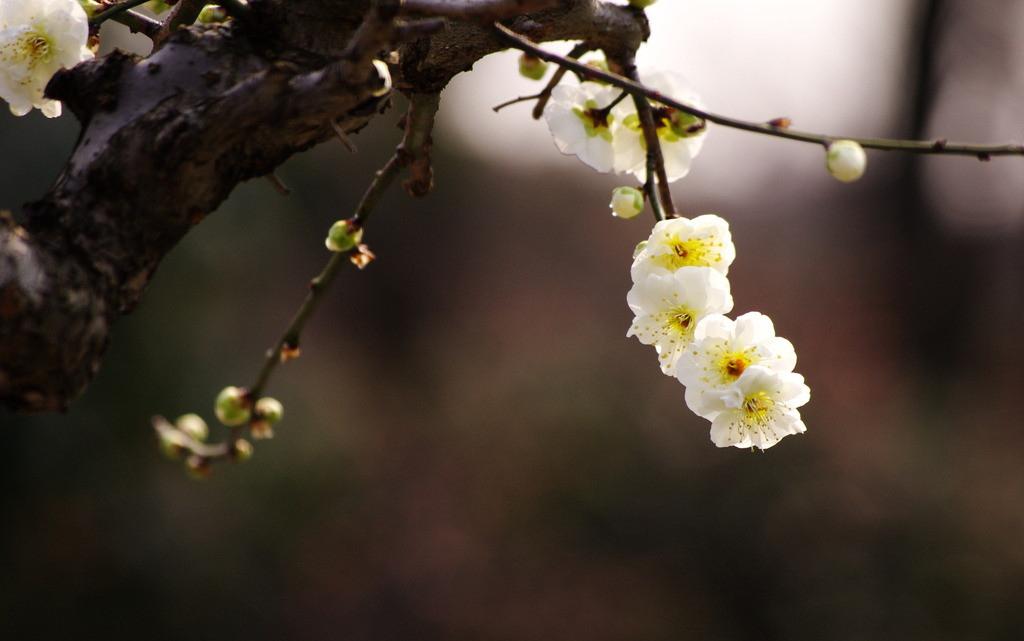 梦见菊花盛开周公解梦，梦见菊花开是什么预兆（昨天晚上我梦见梅花开了）