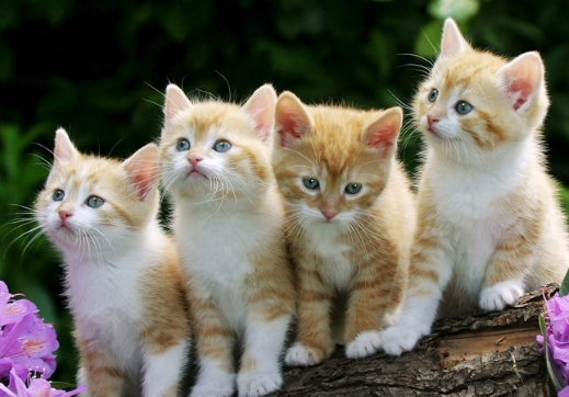 羚羊的英文，羚羊的英文怎么念（关于动物的英文单词总结大全）