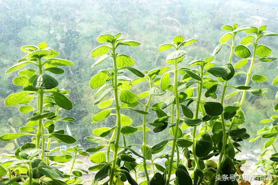 摸摸香碰碰香学名叫什么，碰碰香百度百科（越放纵越疯长）