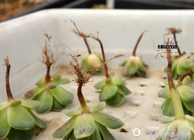 多肉根部干枯木质化的作用和加速方法，浇水也不行。干子好像木质化了