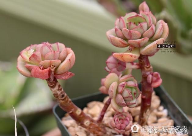 多肉根部干枯木质化的作用和加速方法，浇水也不行。干子好像木质化了