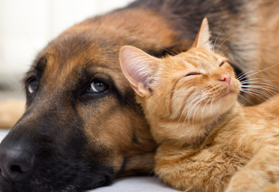 羚羊的英文，羚羊的英文怎么念（关于动物的英文单词总结大全）