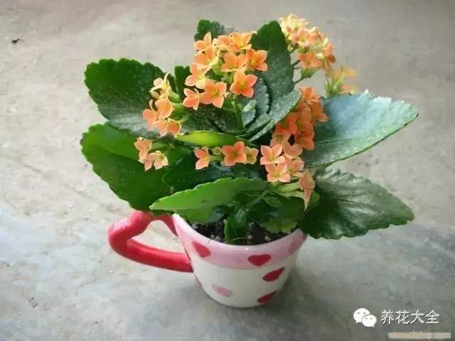 家里种什么花风水好又旺财，家里养什么花好旺财风水（这15种植物家里一定要有）