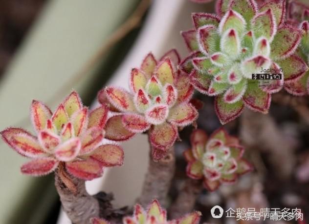 多肉根部干枯木质化的作用和加速方法，浇水也不行。干子好像木质化了