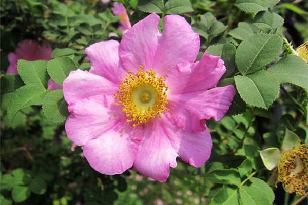  缫丝花的功效与作用，河州牡丹—缫丝花有什么作用