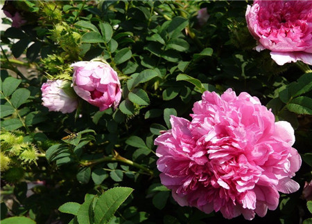  缫丝花的功效与作用，河州牡丹—缫丝花有什么作用
