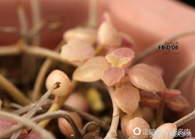 多肉根部干枯木质化的作用和加速方法，浇水也不行。干子好像木质化了